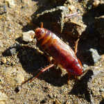 Cockroach Unusual Information