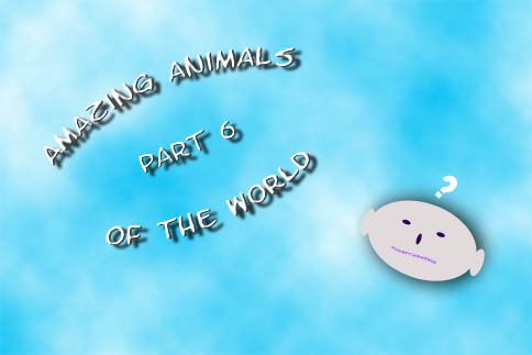 Amazing Animals of the World Part 6