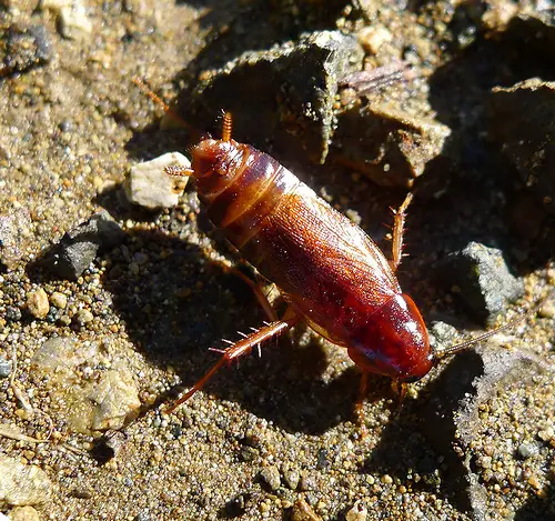 Cockroach by gailhampshire, on Flickr