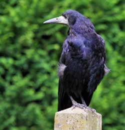 Crows That Think Like Humans