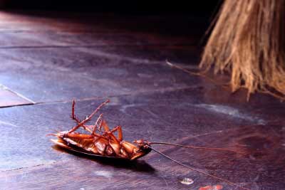 New Antibiotic Found in Cockroaches Brains