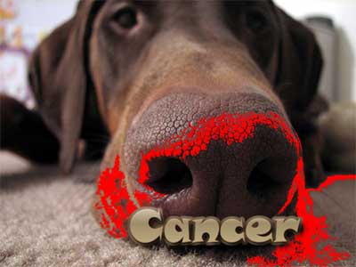 Should Cancer Sniffing Robots or Dogs Detect Human Cancer?