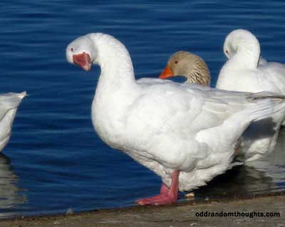 Geese Standing