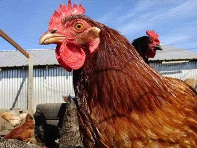 Chickens That Are Both Male and Female