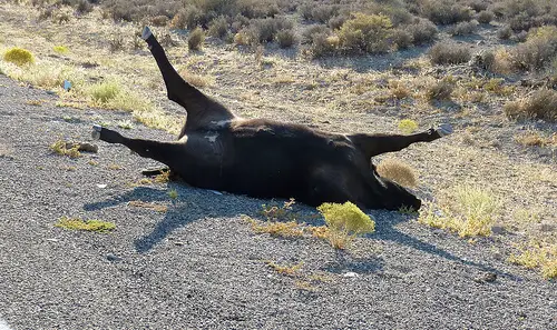 Dead Cow on Highway