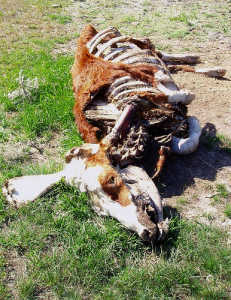 Mutilated Animal