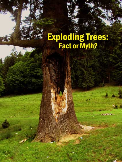 Exploding Trees Myth