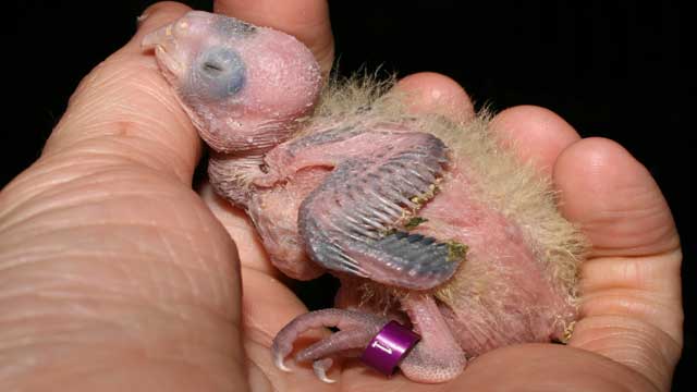 Baby Bird in Human Hand