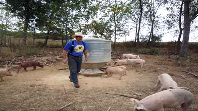 Pig Farmers abattoir workers and appendectomy