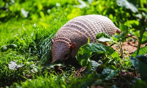 Can You Eat Armadillo?