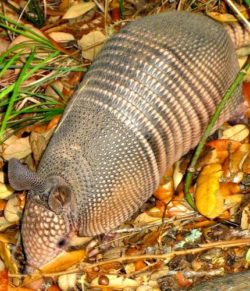 Can You Get Leprosy from Eating Armadillo?