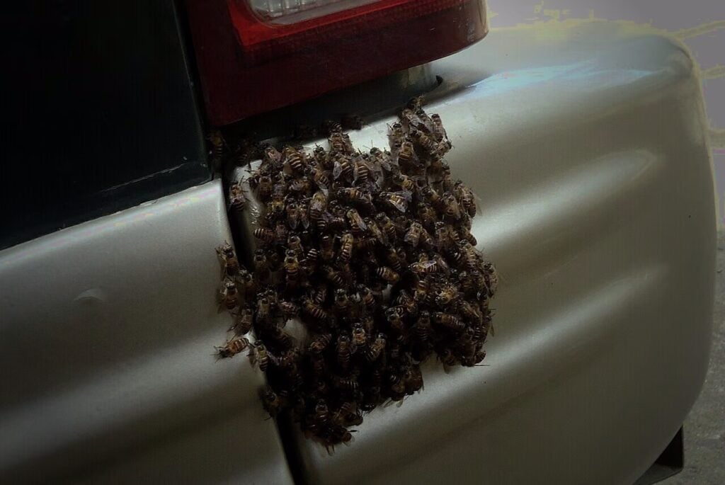 A dense swarm of insects covering a tree in the dark, evoking a nightmare