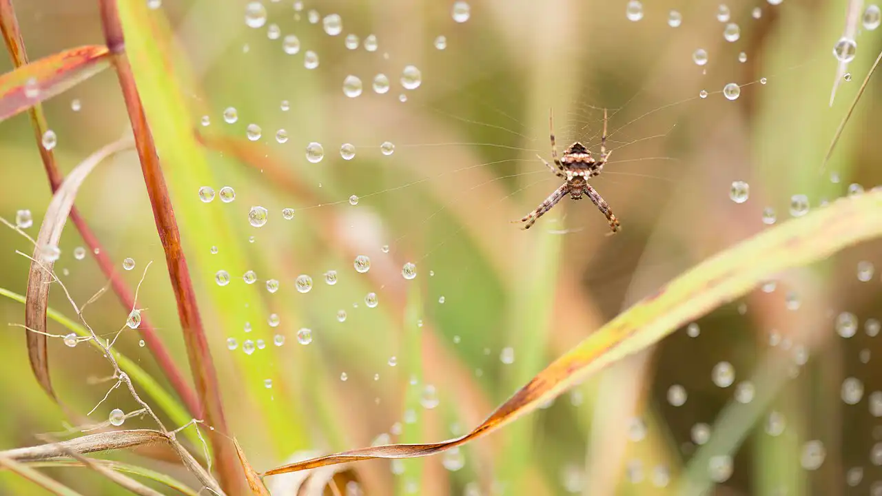 Why Do Spiders Come Inside in Autumn?