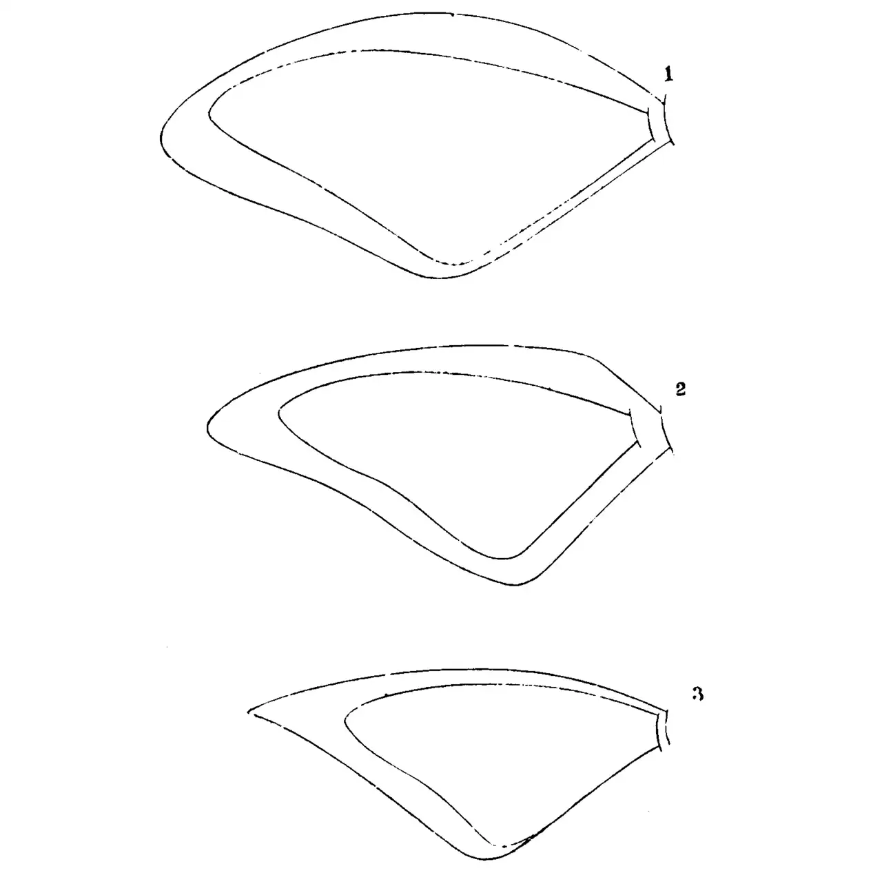 A labelled illustration showing the wing structure of a butterfly, a butterfly read in folklore as a symbol of the soul and rebirth