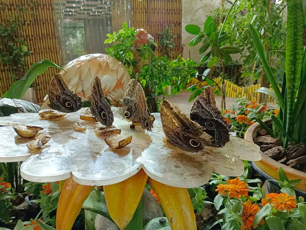 Several butterflies feeding on slices of orange in a garden, a butterfly read in folklore as a symbol of the soul and rebirth