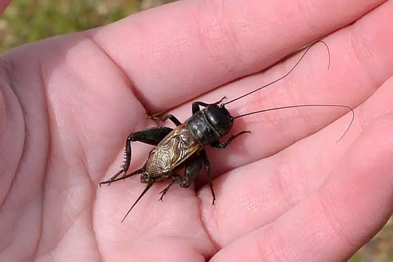 A brown house cricket (Acheta domesticus) resting on a flat surface