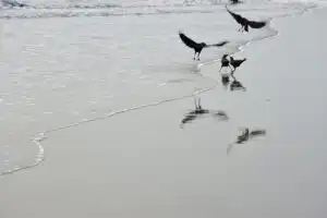 Crows on a wet sandy beach, one taking off in flight above the shallow water, the birds long read as a bad omen