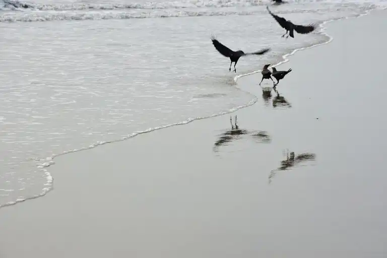 Crows on a wet sandy beach, one taking off in flight above the shallow water, the birds long read as a bad omen