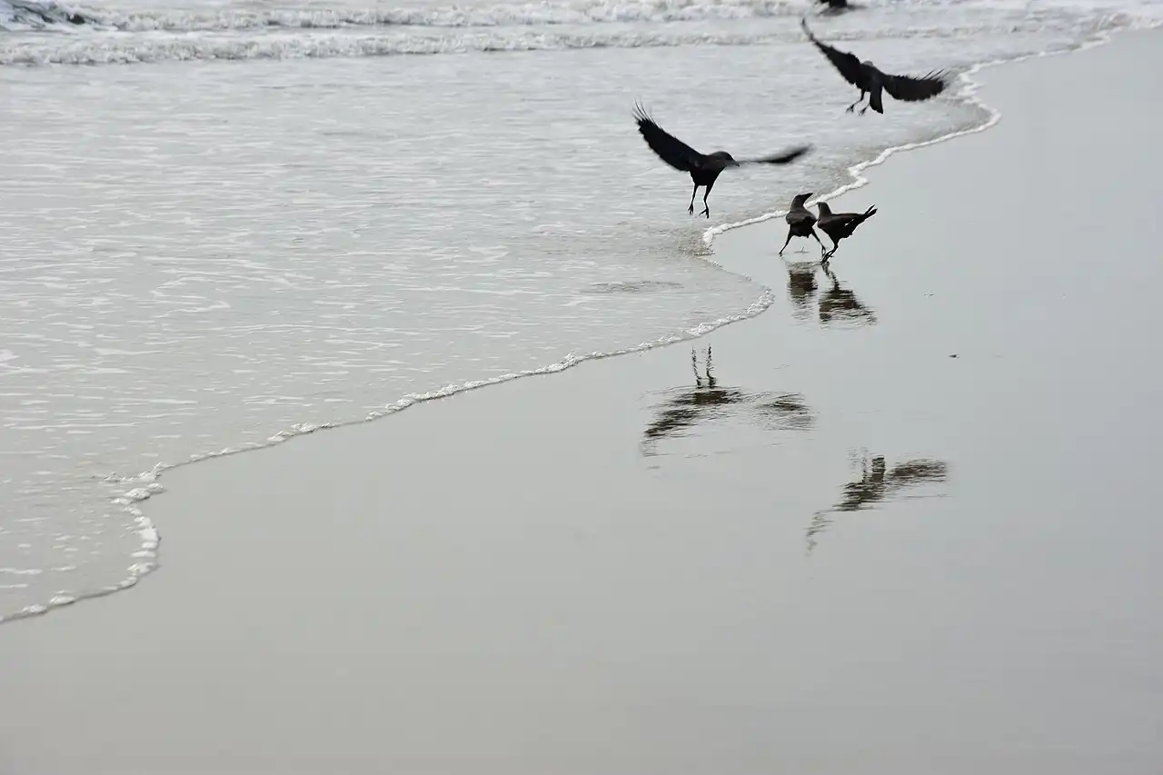 Are Crows a Bad Omen? What the Old Beliefs Actually Say