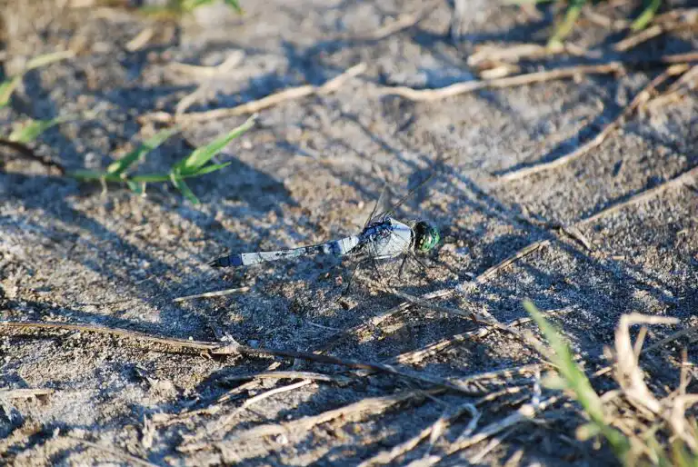 A dragonfly resting on the ground with its wings spread