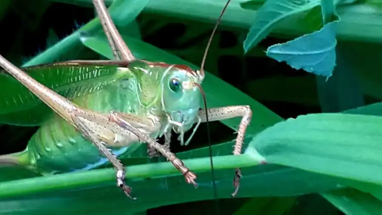 A green grasshopper perched on a stem