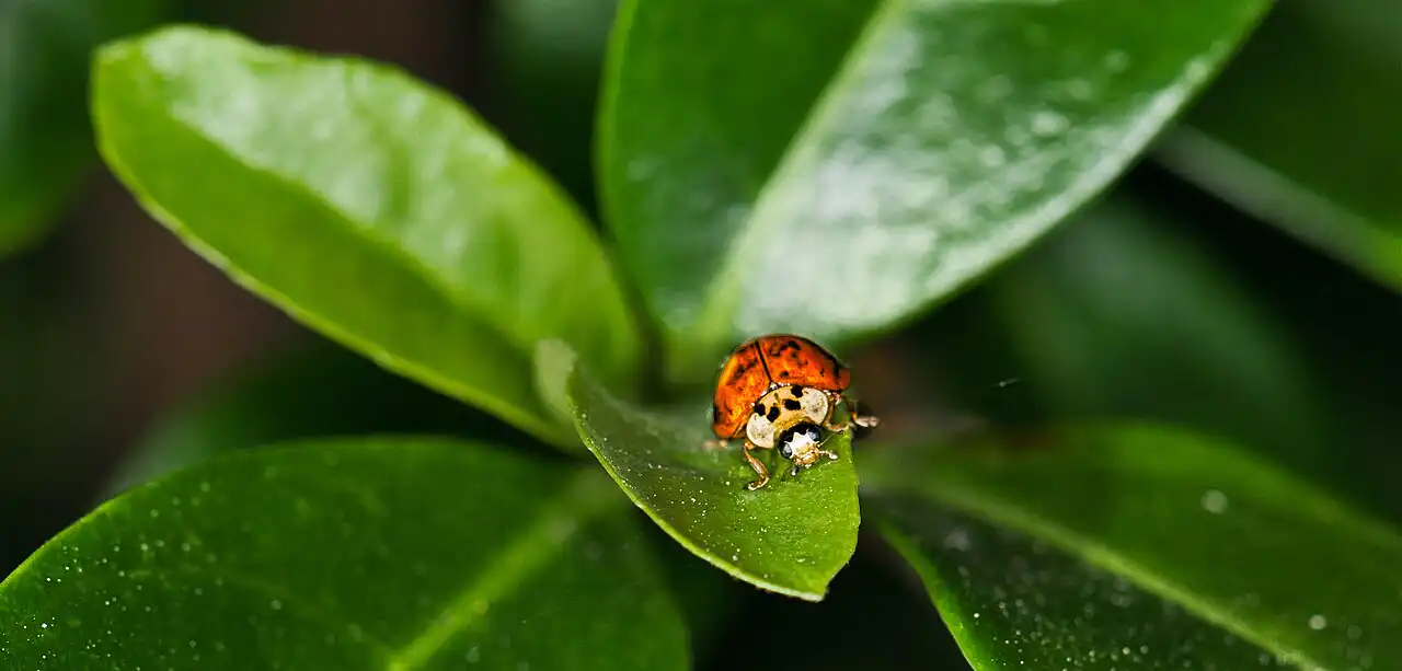 A ladybug feeding on a cluster of aphids
