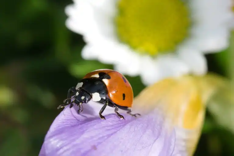 A seven-spot ladybug, the classic red-and-black beetle of good-luck folklore, resting on a green leaf