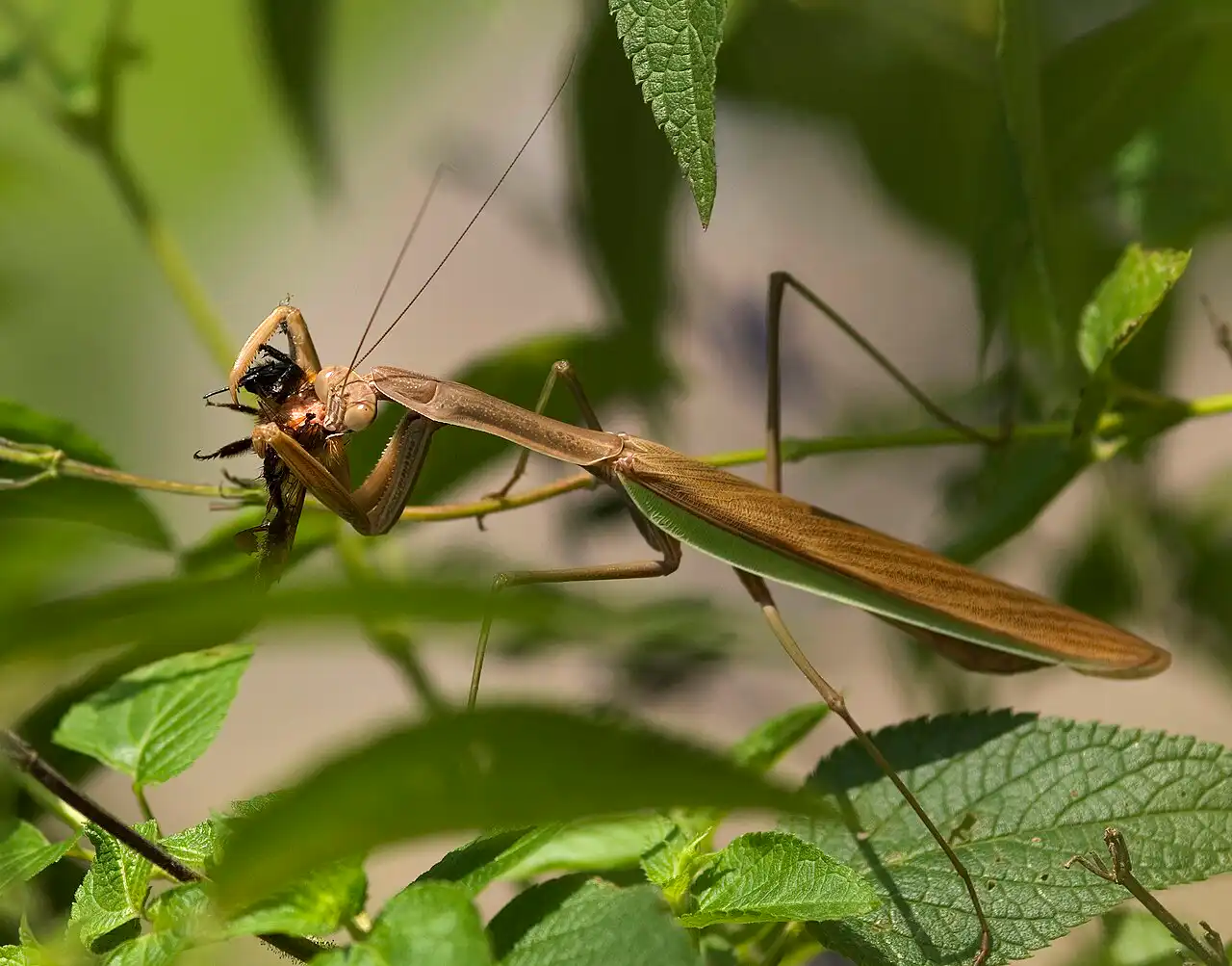 A praying mantis holding and eating a bee