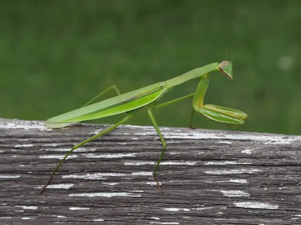 A praying mantis (Tenodera sinensis) perched on a fence