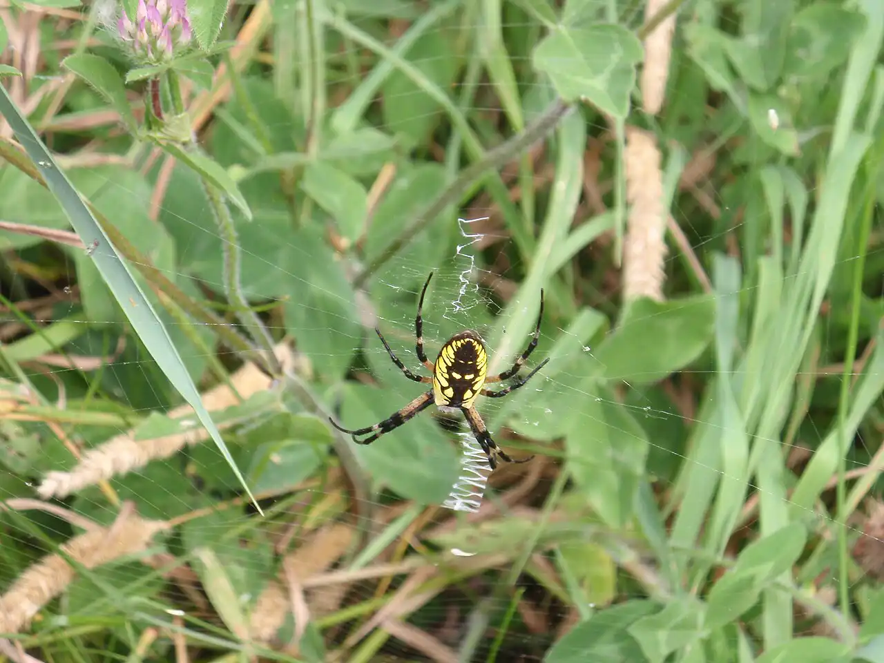 What Happens If You Kill a Spider? The Old Beliefs Explained